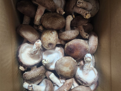 開いた膜でも旨みそのまま❗極旨しいたけ★【１㎏】