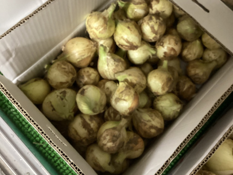 潮風育ち最終小玉新玉ねぎ1.5kg７００円15セット限定販売　【7セットまで送料そのまま同梱OK、せとか　ヒジキ　常温品は送料アップなし！！】【すぐ発送1５セットのみ売切れ終了】