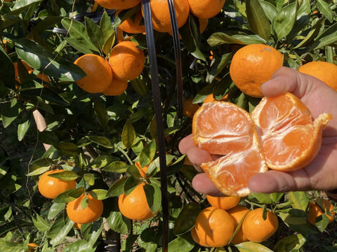 【幻のみかん】絶品！高級品種！　美味しさ間違いなし石地中生　３kg