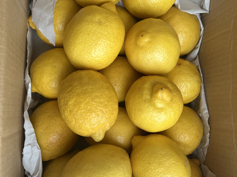 【Ｂ級品】さわやかな香りと酸味　エコレモン 3㎏【伊豆レモン】