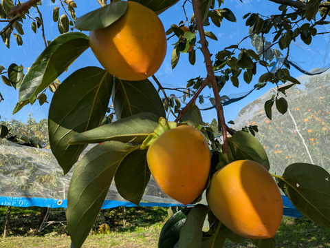 お試し　干し柿用　蜂屋柿