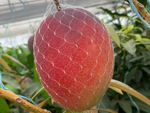 南国鹿児島産　完熟アップルマンゴー　1個～2個（約600g）