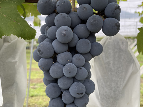 【農薬節約栽培】種ありベーリーA　2〜3房（約1kg）