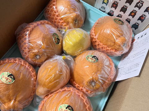 数量限定❗️昨年大好評田辺農園不知火デコ柑約2,5k 6玉or7玉