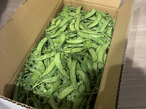 絹さや【霜当たり】2ｋg