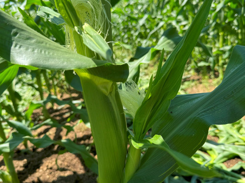 甘さ、サイズともに名前の通り【おおもの】5本