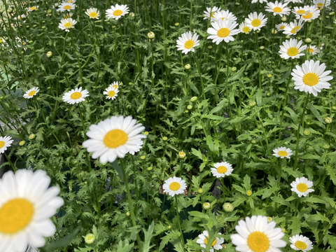 エディブルフラワー　ノースポール20輪