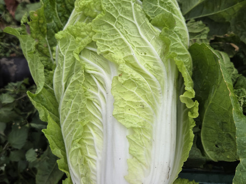 大量消費者向け　120サイズに詰め込み（6玉～8玉）