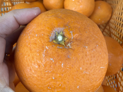 【訳あり品】清見オレンジ 4.5kg 和歌山県産【まるでゼリー！】