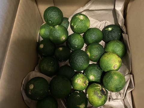 【薬味や香り付けに】青柚子 1kg【防腐剤・ワックス不使用】