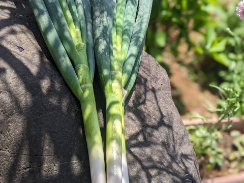 【最高糖度15度超え】日テレ出演で話題💡400年の土壌にギリギリまで眠らせた泥パックネギ【お得な大容量パッケージ約１キロ】