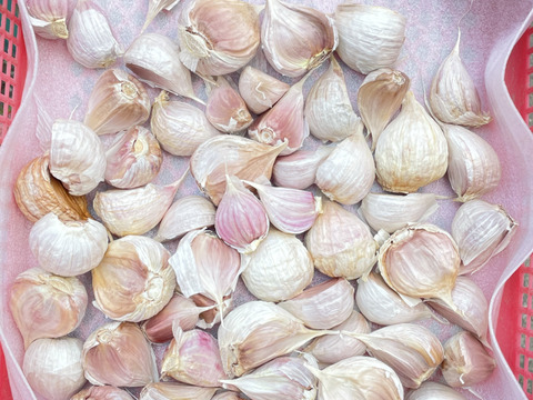 風味バツグン！ ニンニク バラ 500g：岡山県産の嘉定｜食べ
