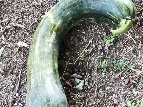 【えひめ・しまなみの島かぼちゃ】瀬戸内よりお届け！愛媛県産かぼちゃ（鶴首かぼちゃ）10㎏【約7〜9個・サイズ混合・ご家庭用】カタチもさまざまなかぼちゃたちをお楽しみください！