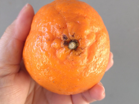 【加工用】土佐の温暖な気候で、うま味がギュッ！！と詰まったぽんかん（キズ大め　M～２Ｌ　５キロ）