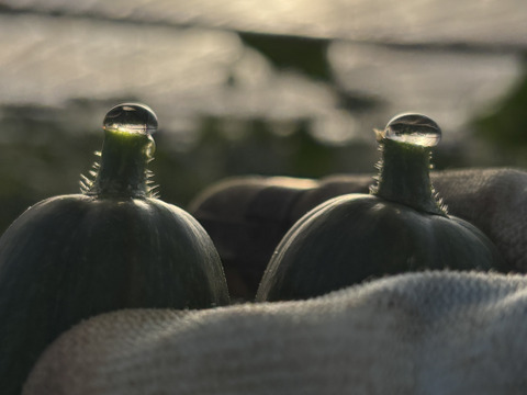 太陽のごちそう☀️食べ比べ ちび2キロお買い得普通サイズきゅうり2キロ(箱重量込)4キロ