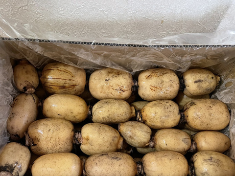 【訳ありB級品】箱にぎっしり詰めました！天草れんこん （MIXサイズ4Kg以上）(20~30節)