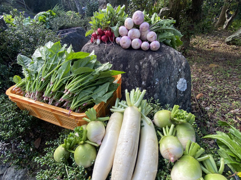 カラダが喜ぶ!!旬のお野菜セット7~8種類【おまかせ60】