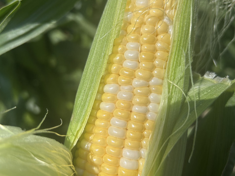 🌽【朝採れ・農家直送】訳あり 長野県産 甘々娘 15〜20本 クール便発送 家庭用