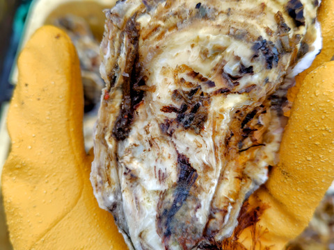 【今が旬！身入り◎】京丹後・久美浜産　殻付き牡蠣［加熱用］　3kg（30～45個前後）