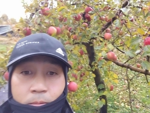 まさにTheりんごの味！葉取らずふじ食べやすい中小玉3kg箱