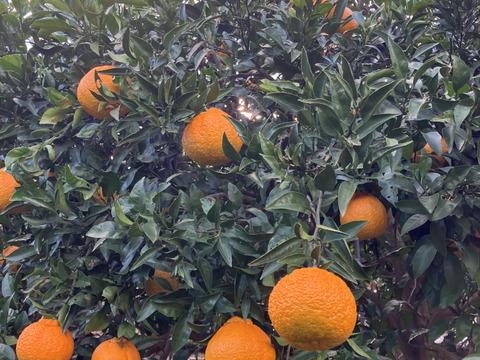 【農薬不使用】樹上完熟しらぬい！（ご家庭用・4kg）