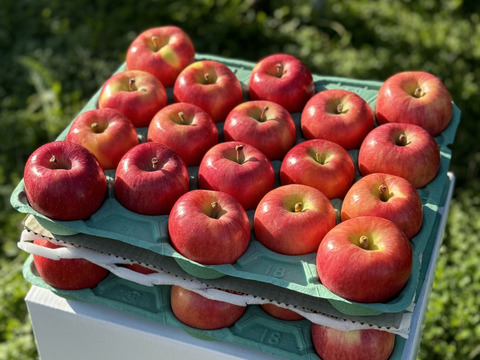 🏆2025年りんごGP金賞受賞🎊青森県産りんご　蜜たっぷり葉とらず高徳　家庭用10㎏【24～50個入り】