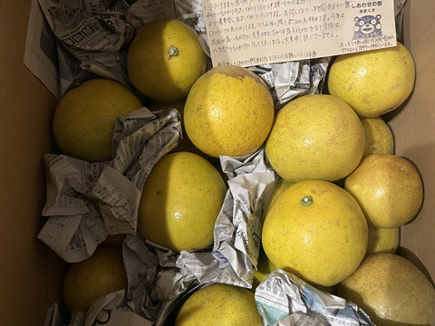 MOTTAINAIみかん！和製グレープフルーツ【河内晩柑】箱込み6kg 栽培期間中農薬不使用だからこそお届けできる冬でも食べられる天草特産の和製グレープフルーツ