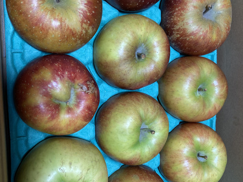 【りんご農家におまかせ！】旬のおまかせりんご 葉とらずりんご(無選別) アウトレット用 約2.5kg(6-16玉)1~3種類 長野県 信州 りんご リンゴ #NAX0X025
