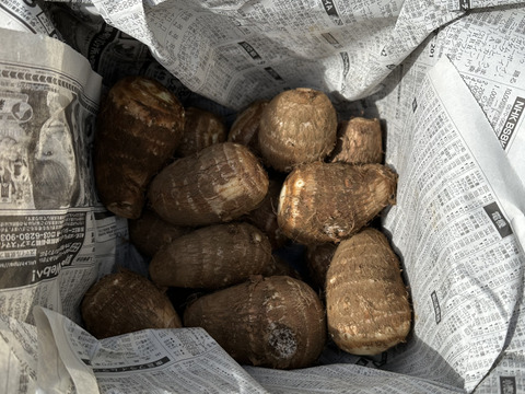 ⚠️11月ラスト⚠️『最上等級』『黒いダイヤ』『贈答品』高級料亭で出される里芋の味をご家庭で！便秘解消・美肌効果バツグン！生産量トップクラスの所沢から送る絶品里芋！3kg(約12〜24個入り)