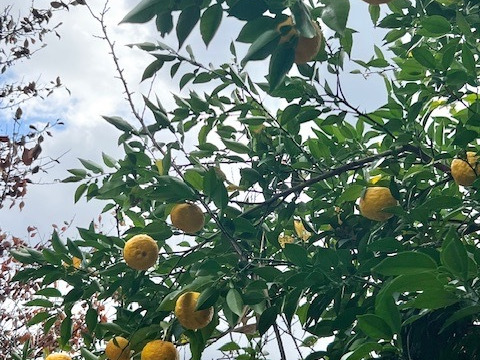 【季節限定】 訳あり家庭用　ゆず2正味㎏（20個〜23個）