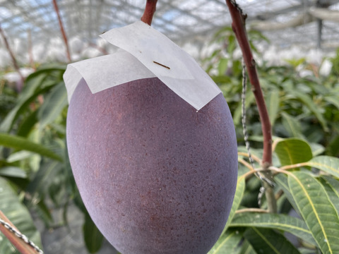 【数量限定】家庭用 完熟マンゴー（約1.5Kg）沖縄県産
