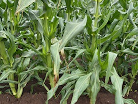 【朝採り】千葉県銚子産白いとうもろこし【ピュアホワイト】13本