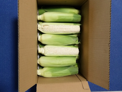 朝採り野菜  とうもろこし 朝採りとうもろこし【ピュアホワイト】 2L~Lサイズ12~13本 〈訳