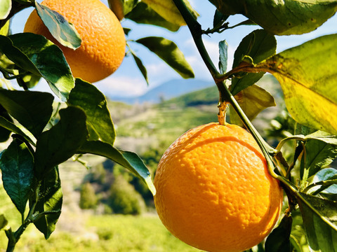 【みかんとオレンジの良いとこ取り❗️】愛媛県産清見タンゴール　8kg（ご家庭用）