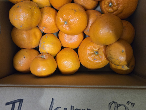 はるみ 5kg 愛媛産 完熟 訳あり 柑橘 みかん 農家直送 サイズ混合