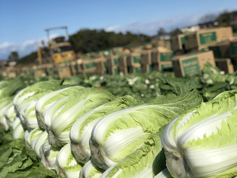 フレッシュさが売りの春白菜！2.5kg × ４株