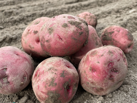 冬掘り！アンデスレッドとデジマの食べ比べセット！(2kg)栽培期間農薬不使用