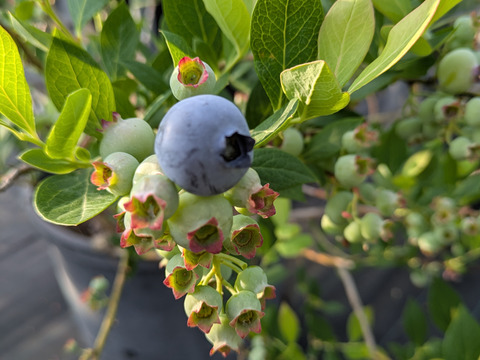 大粒ブルーベリーミックス500g(125g×4P)