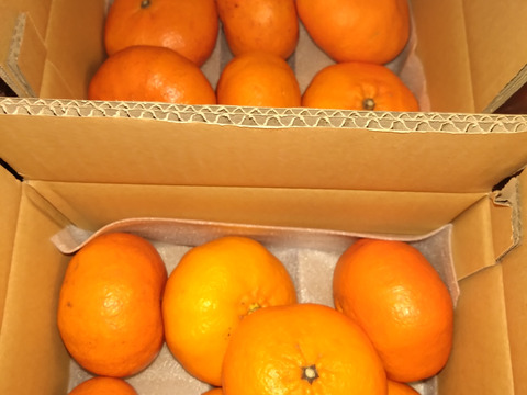 【甘平 2kg×2箱】〜シャキッとした食感と弾ける粒感〜【家庭用】