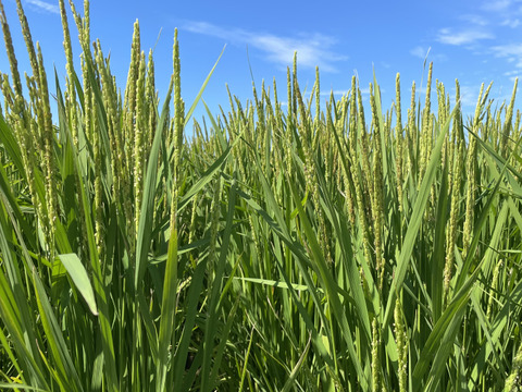 橙心】キヌヒカリ20kg🌾令和6年度産新米 淡路島からのお米：兵庫