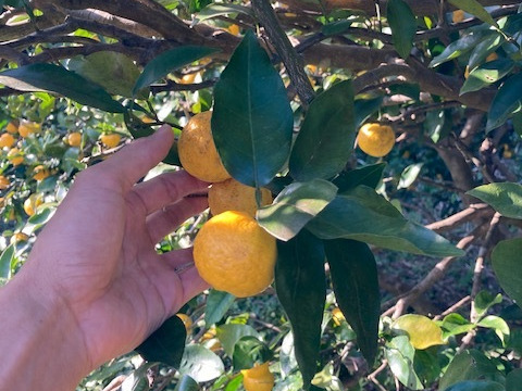 花柚子　自然栽培　ゆず　2kg