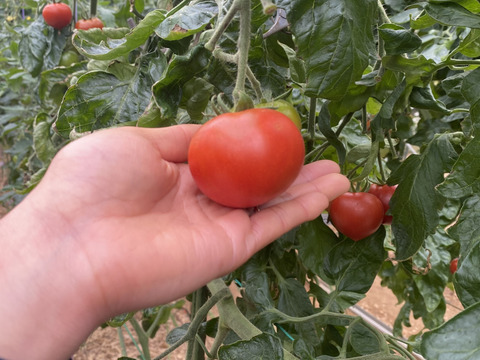 【お試し割中】艶り！ジューシー♥レッドオーレトマト🍅1kg