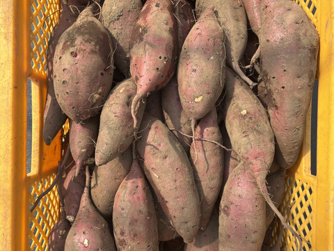 訳あり・形良し・土付き🍠シルクスウィート・内容100g〜750g大小混合
⭐︎農薬不使用