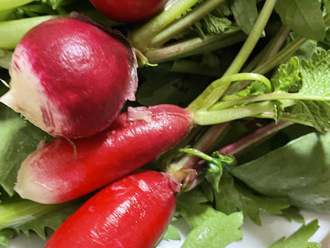 60サイズの野菜セット