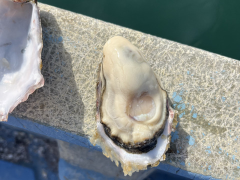 サーディンビーチオイスター　5kg （100個前後）