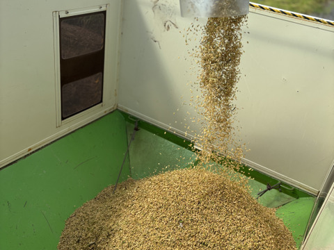 新潟県産純米コシヒカリ おためし2kg【令和7年産 新米🌾】【お歳暮も承ります】