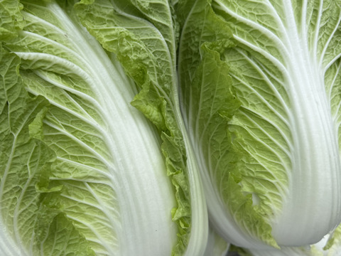 【新商品‼️白菜2玉入り‼️】白菜を箱いっぱいにしてお届け。