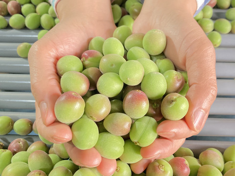 【甲州小梅】自然栽培 農薬・化学肥料不使用の青梅！サイズ混合2kg