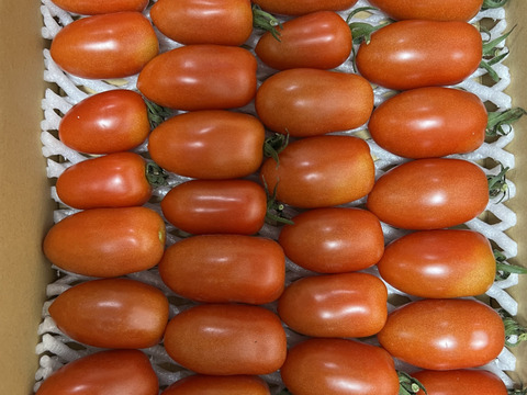 アイコ ミニトマト 完熟 赤 500g：兵庫県産のアイコ｜食べ