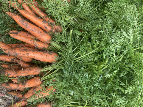信州四賀より里山の旬野菜セット　10～12品目【M】